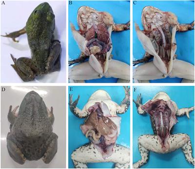 Natural occurrences and characterization of Elizabethkingia miricola infection in cultured bullfrogs (Rana catesbeiana)